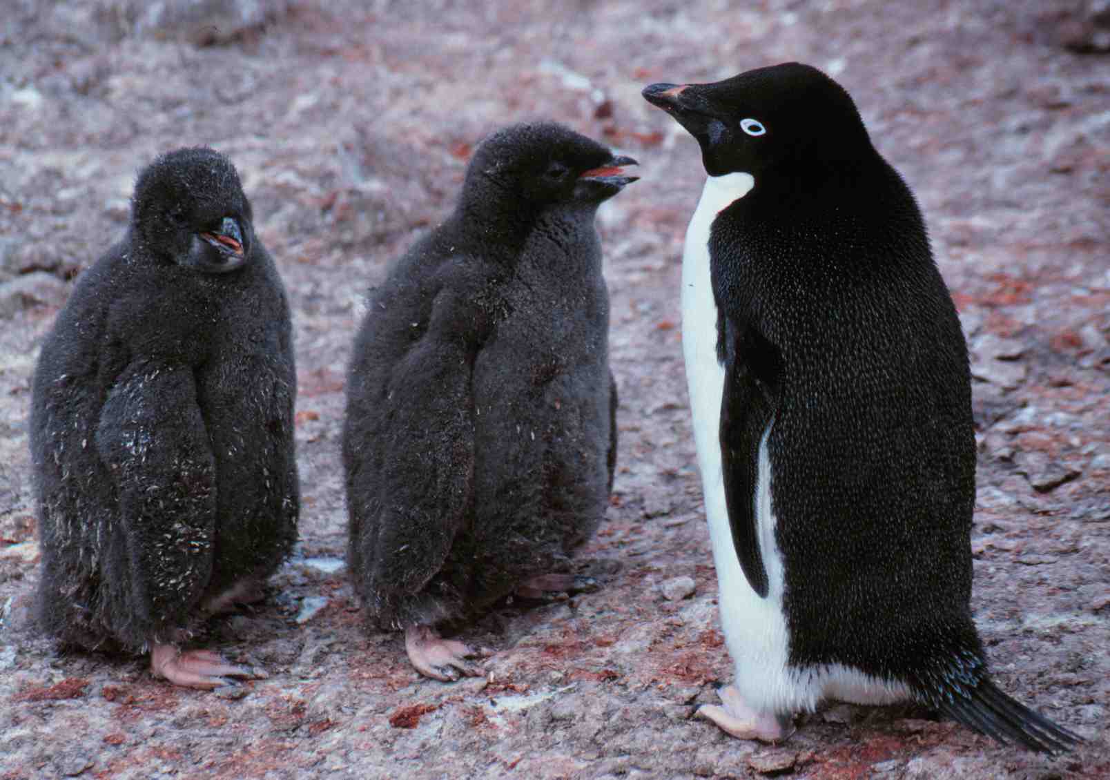 Adelie penguin