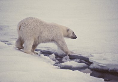 Eisbär