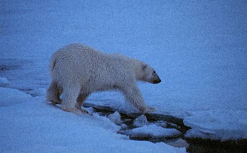 Eisbär