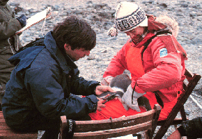 bird ringing