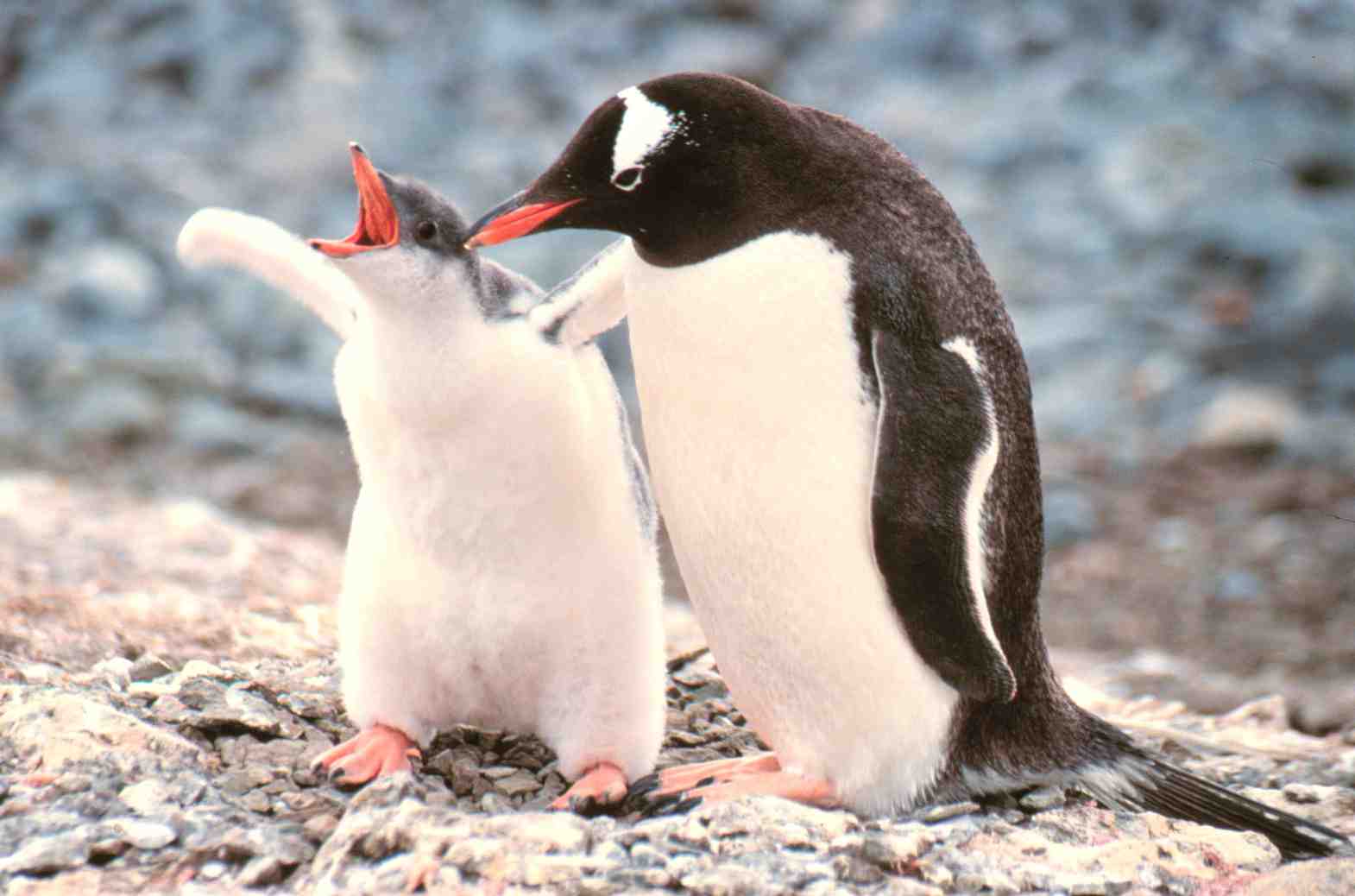 Gentoo penguins