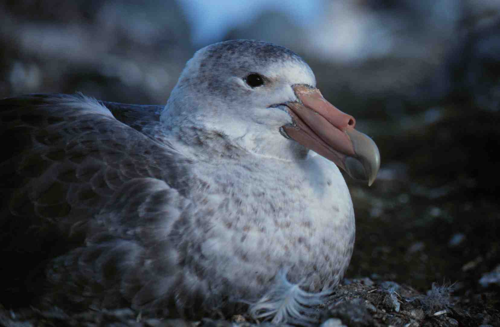 Giant petrel