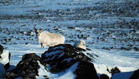 reindeer and Arctic fox