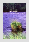 Loch_Ness_Gras