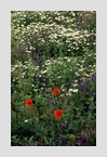 Mohn