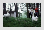 Schwanenfamilie