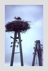 Storchennest