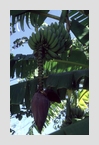 banane