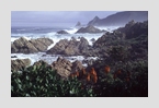 wild_coast
