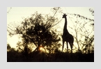 giraffe_abend
