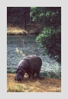 hippo_insel