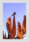 sugar_bird