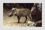 warzenschwein