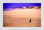 strand_pingu