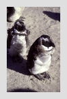wind_pingus