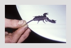 skorpion