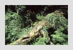 toter_baum
